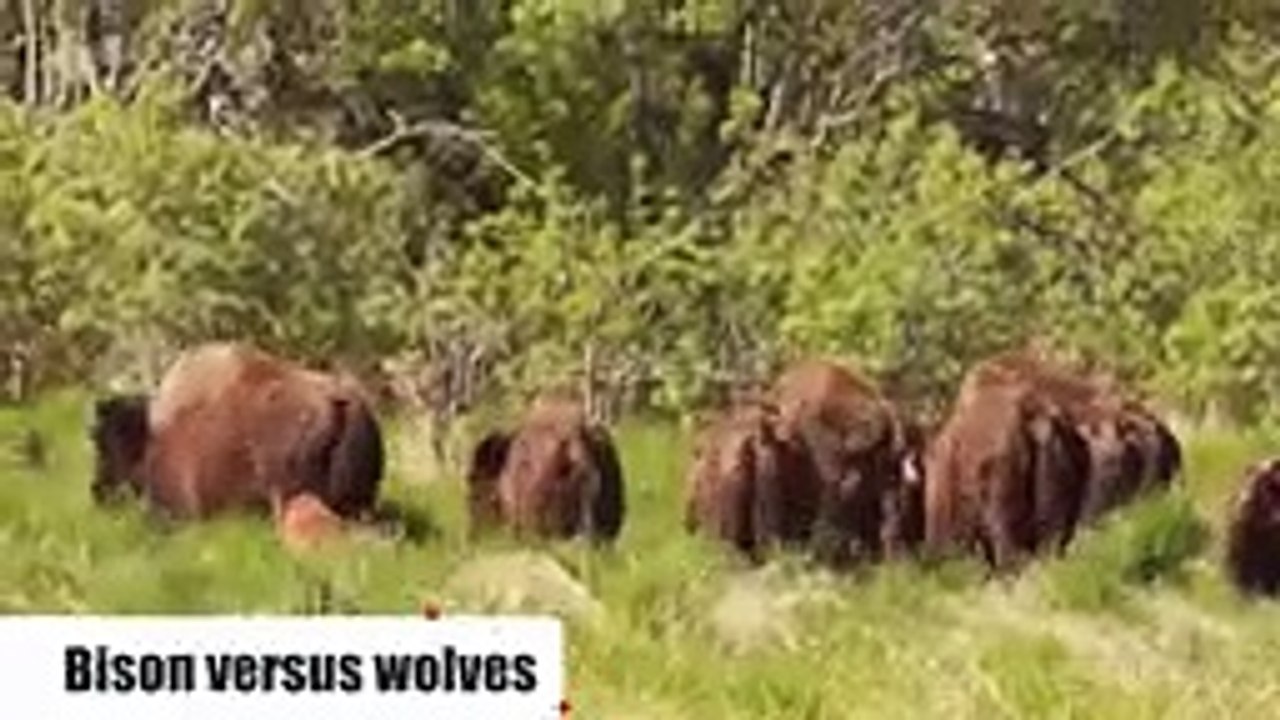 10 CRAZIEST ANIMAL FIGHTS CAUGHT ON CAMERA (17)
