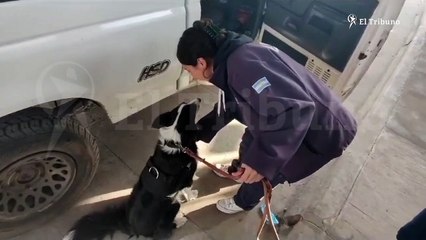 Una can de la Aduana evitó la fuga de U$D 30 mil que dos ciudadanos de Bolivia intentaban sacar del país sin declarar.