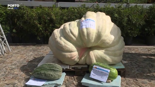 Paredes voltou a dar palco ao Concurso Internacional de Hortícolas Gigantes