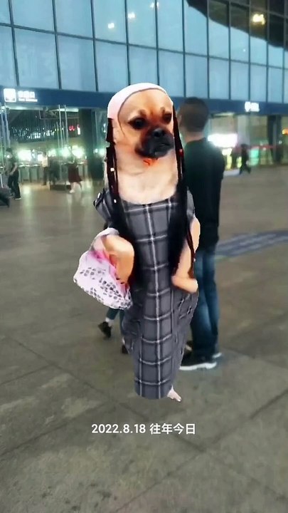 Smart dog  video 2023