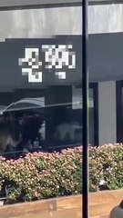 Captan supuesto maltrato en estética de perros en la capital