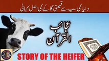Story Of The Heifer | دنیا کی مہنگی گائے کی حقیقت کیا ہے؟ | @islamichistory813