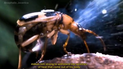 Bombardier Beetle is an animal with unique weapons on its body.