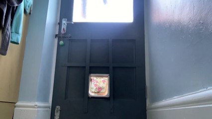 Neighbor's Cat Knocks On Door Flap
