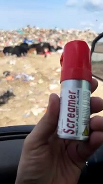 Anti-Bear Noisemaker Test At The Dump