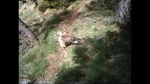 Aquila reale banchetta con un agnello