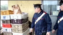 operazione dei carabinieri “pane nostrum”