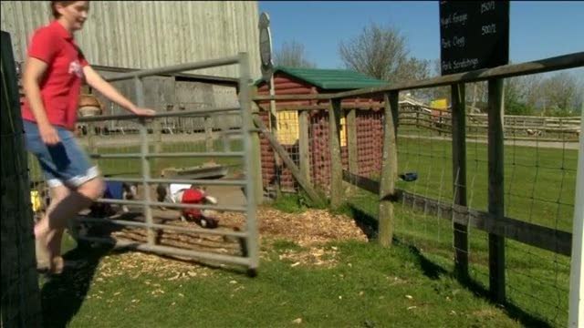 Gb: una corsa di maiali per predire il risultato delle elezioni