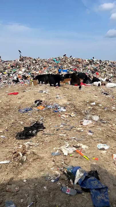 Anti-Bear Noisemaker Test At The Dump