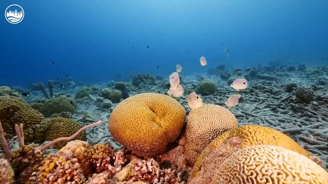 Mega Hits 2023 The Best Of Vocal Deep House Music Mix 2023 Summer Music Mix 2023