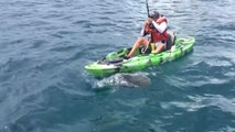 C’è uno squalo sotto il kayak: occupante si salva in extremis