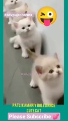 Cat Videos _ Cat Reels #shorts #cat #funny  Patli Kamariya Mor