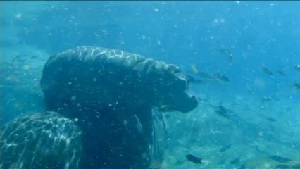 Giochi in acqua per il piccolo ippopotamo