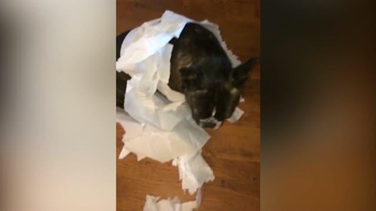 «Chi è il colpevole?» Così il cane accusa il compagno a quattro zampe