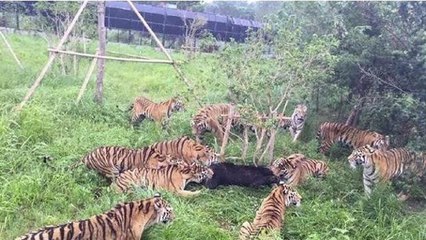 Cina, orso sbranato dalle tigri allo zoo
