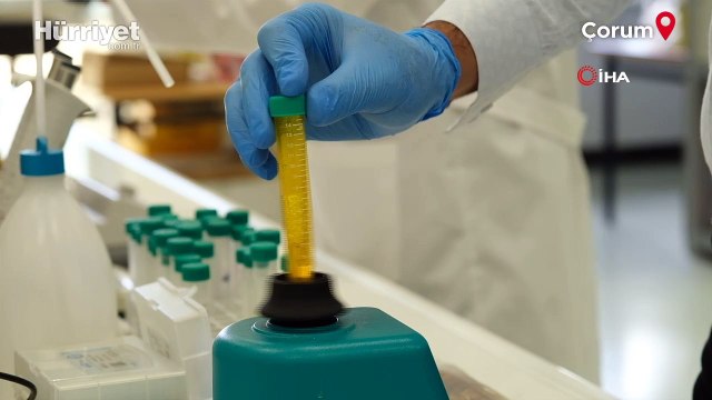 1800’lü yıllardan itibaren yapılan ilk bilimsel çalışma: Çiğdem çiçeğinin şifa dolu sırları ortaya çıktı