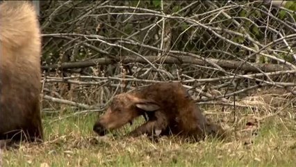 Il cucciolo di alce muove i primi passi