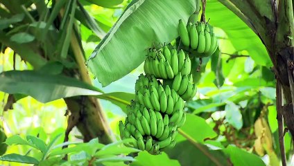 Chamada Globo Rural 10/09/2023