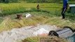 Cutting Rice plants in Nepal