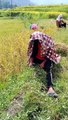 Agriculture Nepal cutting Rice plants
