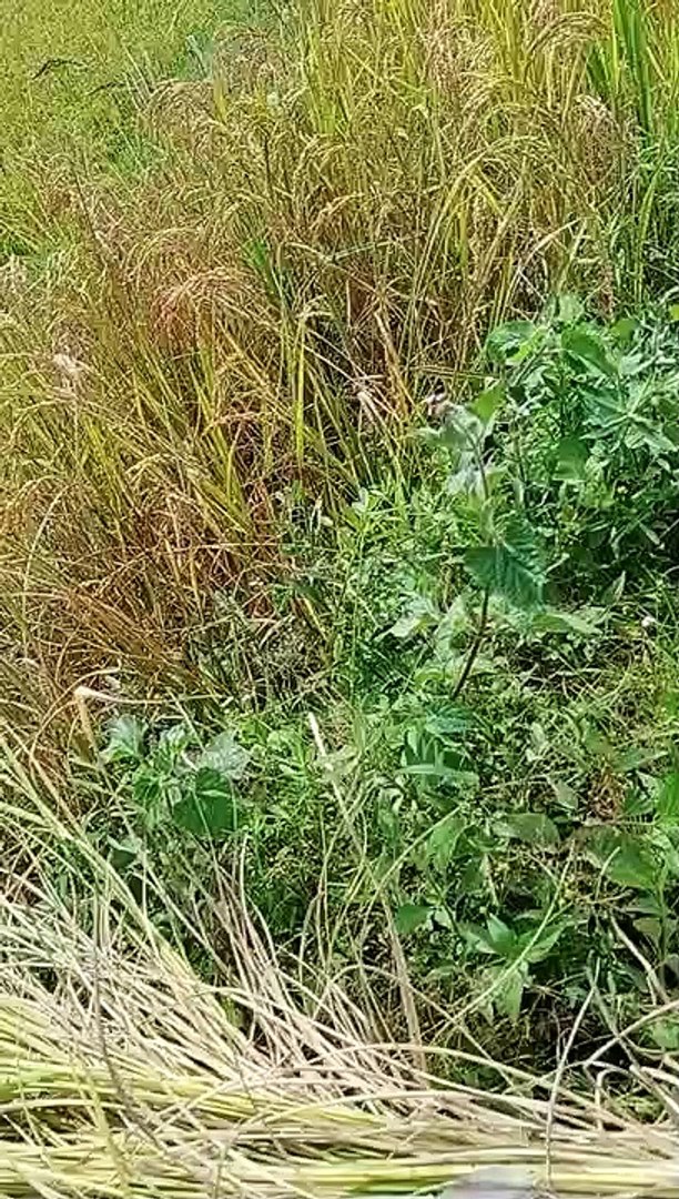 Forest Nepal