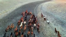 Horses Galloping Countryside