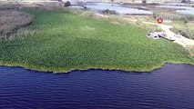 Boyutları 1 metreyi bulan su sümbülleri Asi Nehri'ni adeta esir aldı