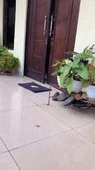 What Are Cats Really Thinking