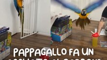 Pappagallo fa un agguato al suo padrone