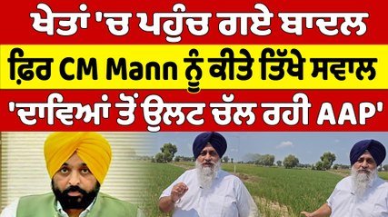 ਖੇਤਾਂ 'ਚ ਪਹੁੰਚ ਗਏ ਬਾਦਲ ਫ਼ਿਰ CM Mann ਨੂੰ ਕੀਤੇ ਤਿੱਖੇ ਸਵਾਲ 'ਦਾਵਿਆਂ ਤੋਂ ਉਲਟ ਚੱਲ ਰਹੀ AAP'|OneIndia Punjabi