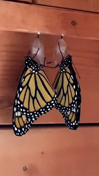 Monarchs in Love