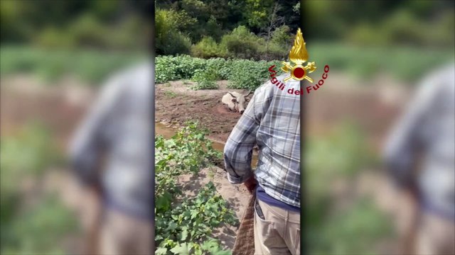 Da Bari un elicottero per salvare una mucca nel materano - video
