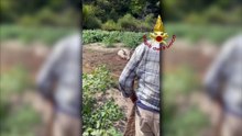 Da Bari un elicottero per salvare una mucca nel materano - video
