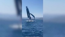 SailGP 2023 / WATCH INSANE F50 WING COLLAPSE - REGARDEZ L'EFFONDREMENT DE L'AILE DU F50