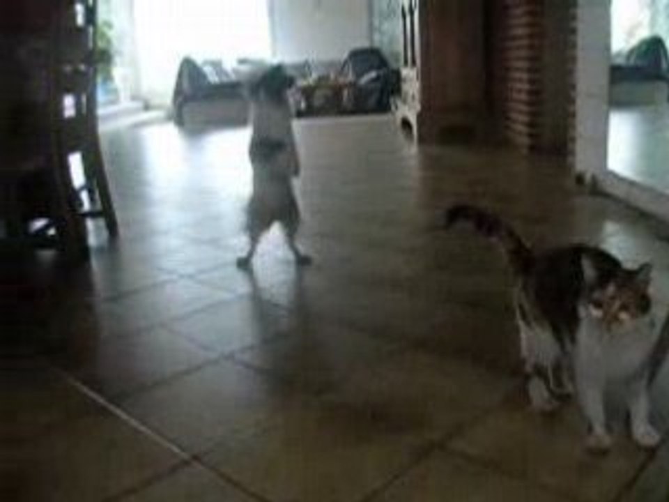 Angie et Shanna veulent la balle
