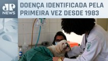 Após 40 anos, São Paulo registra novo caso de raiva canina