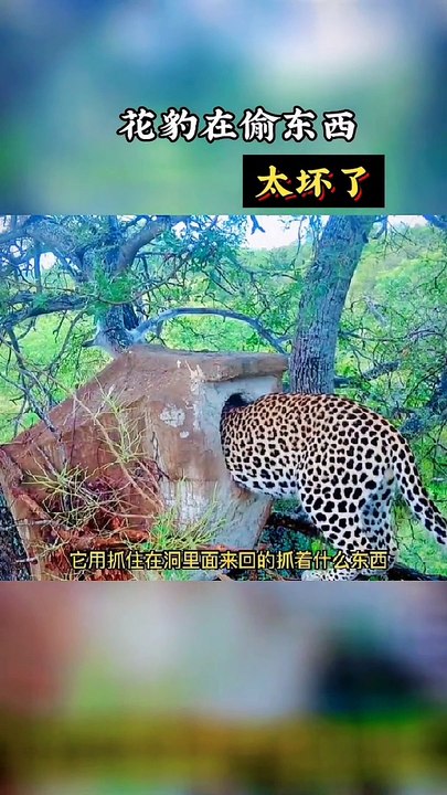 leopard steals food