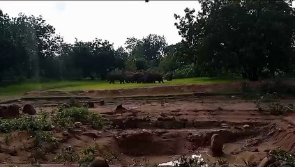 11 हाथियों का दल रानू माड़ा जंगल में कर रहा विचरण