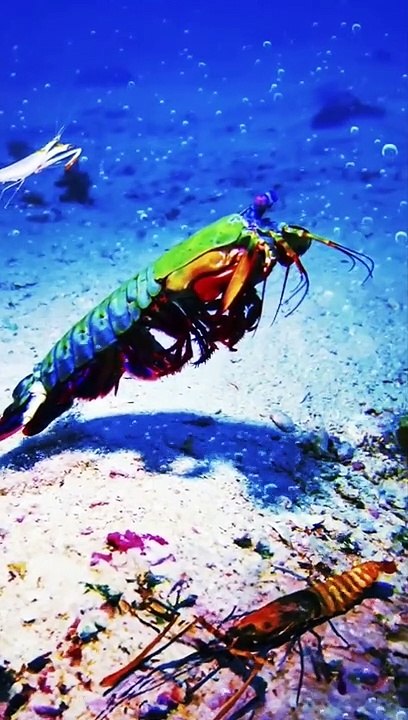 How About This Tiny Shrimp That Can Slice Your Fingers