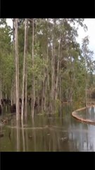 Unbelievable: Mysterious Vanishing of Trees - What Really Happened? #caughtoncamera #naturewonders