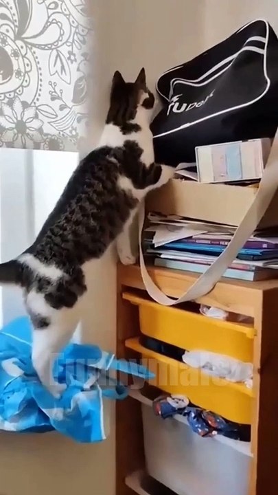 Cute animals
