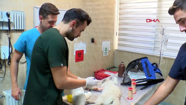 Kediye düşme sonucu platin takıldı