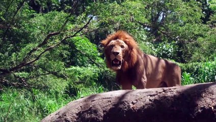 Interesting facts about Lions
