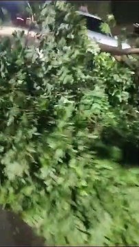 Condutor perde o controle da direção, invade canteiro e bate em árvore em Cruzeiro do Oeste