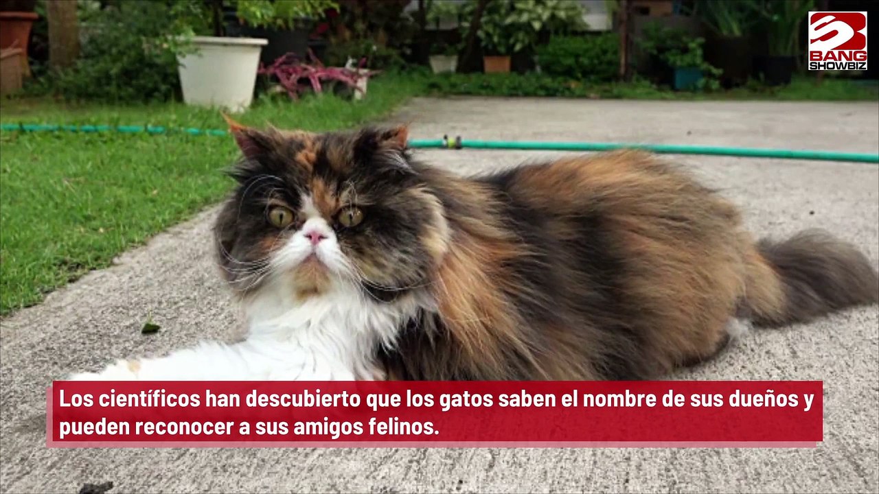Un estudio afirma que los gatos saben los nombres de sus dueños y reconocen a sus amigos felinos