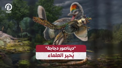 "ديناصور دجاجة" يُحير العلماء