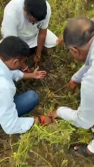 सोयाबीन पर इल्लियों का हमला,कलेक्टर से करेंगे सर्वे की मांग