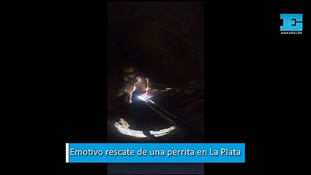 Emotivo rescate de una perrita que cayó a un pozo en un barrio de La Plata