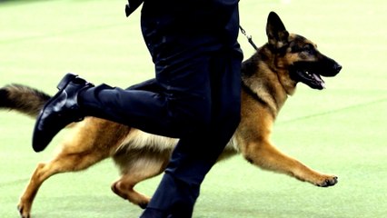 المغرب يلجأ للكلاب المدربة في عمليات إنقاذ العالقين تحت ركام الزلازل