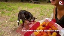 Los perros veganos son más sanos